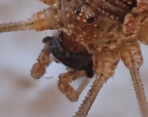 Phalangium opilio