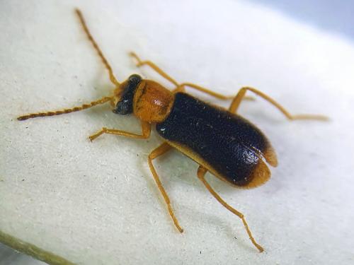 Attalus analis