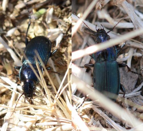 Poecilus sericeus
