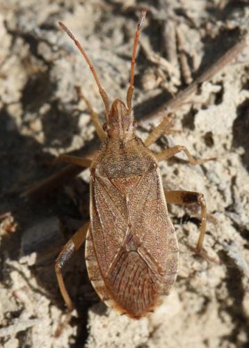 Ceraleptus obtusus