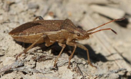 Ceraleptus obtusus