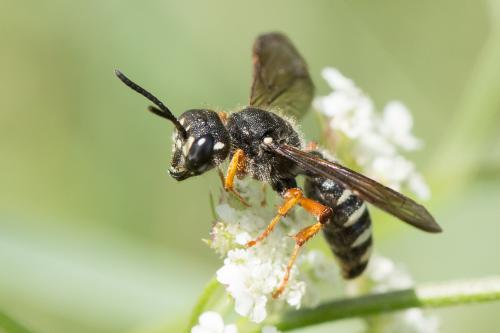 Réf. 267 926 : Cerceris tenuivittata