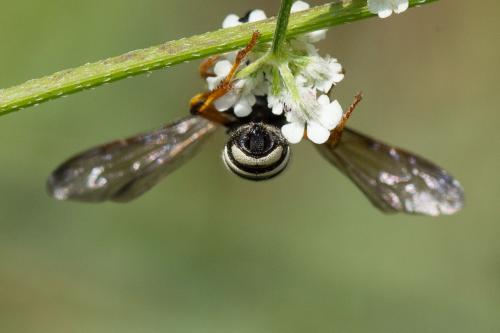 Cerceris tenuivittata