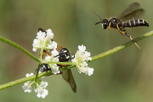 Cerceris tenuivittata