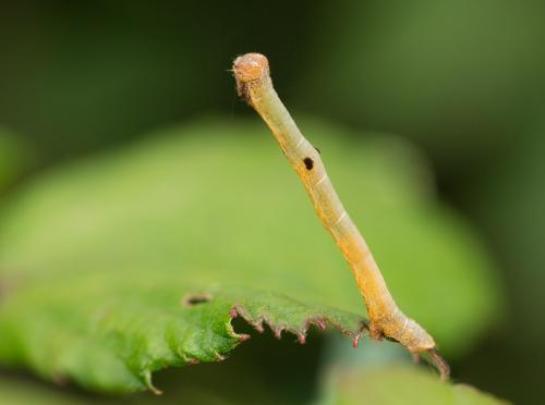 Réf. 267 608 : Hypomecis punctinalis