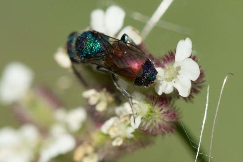Réf. 267 900 : Chrysis sp.