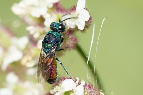 Réf. 267 898 : Chrysis sp.