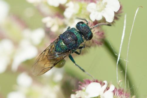 Réf. 267 899 : Chrysis sp.