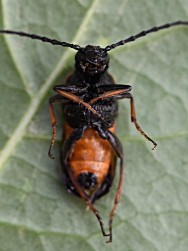 Sitaris solieri