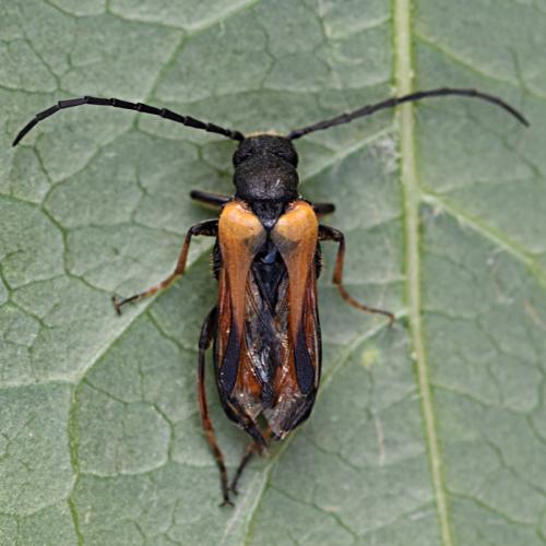 Sitaris solieri