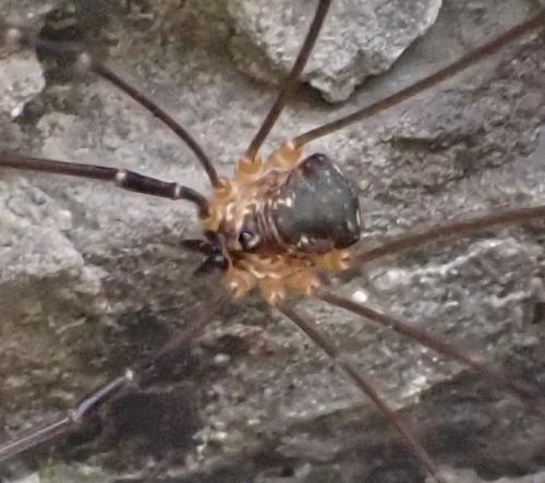Leiobunum apenninicum