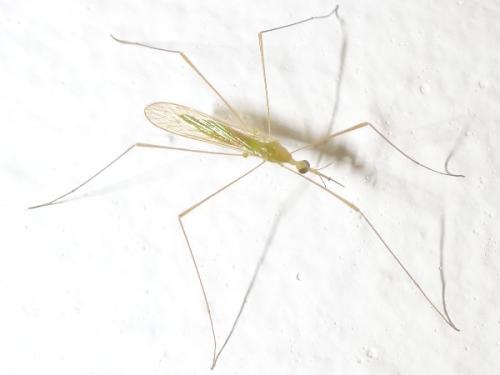 Réf. 267 341 : Elephantomyia sp.
