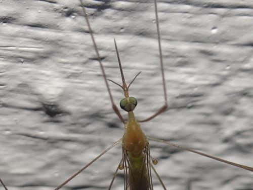 Réf. 267 342 : Elephantomyia sp.