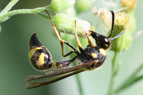 Réf. 267 080 : Eumenes coronatus