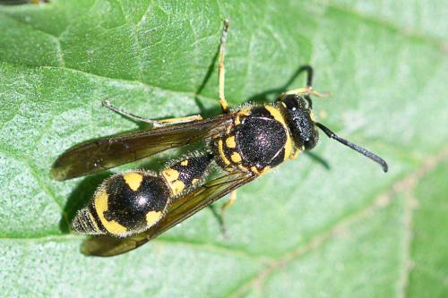 Réf. 267 079 : Eumenes coronatus