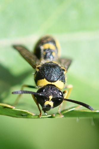 Réf. 267 082 : Eumenes coronatus