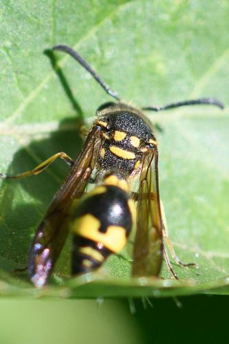 Réf. 267 081 : Eumenes coronatus