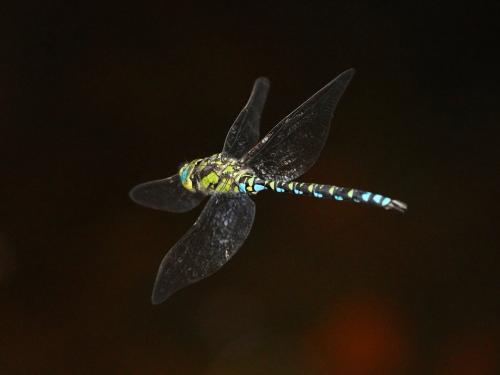 Aeshna cyanea