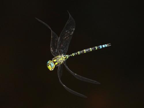 Aeshna cyanea