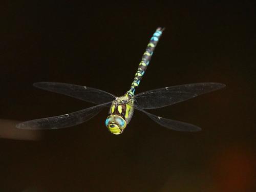 Aeshna cyanea