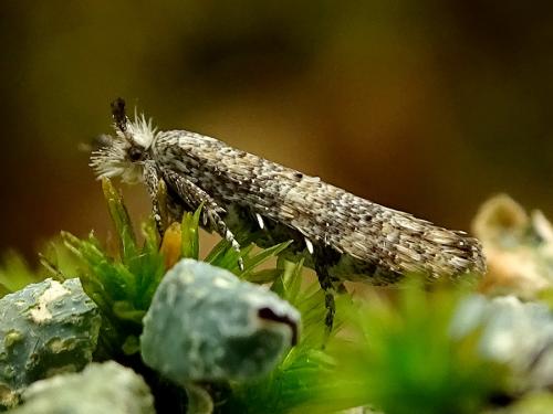 Ochsenheimeria taurella