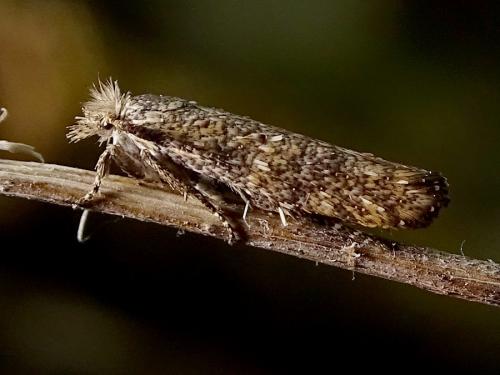 Ochsenheimeria taurella