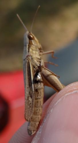 Réf. 267 320 : Euchorthippus elegantulus