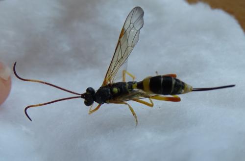 Réf. 267 598 : Acroricnus seductor
