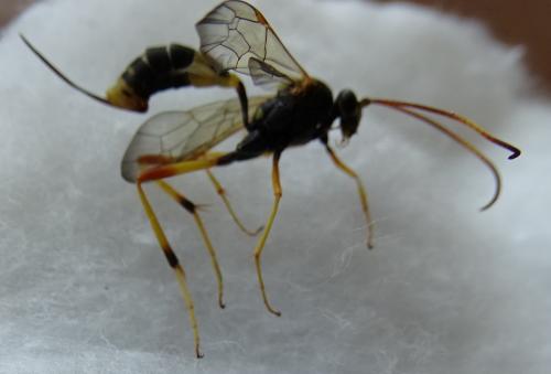 Réf. 267 597 : Acroricnus seductor