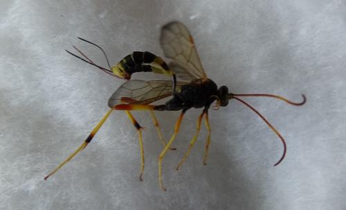 Réf. 267 635 : Acroricnus seductor