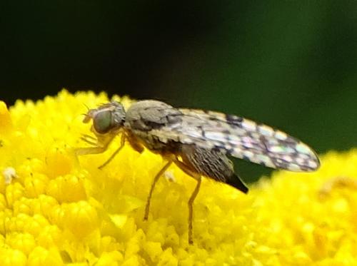 Réf. 267 013 : Dioxyna bidentis