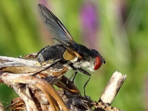 Réf. 267 573 : Elomya lateralis