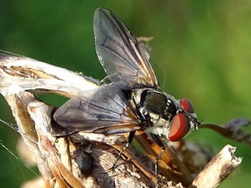 Réf. 267 572 : Elomya lateralis