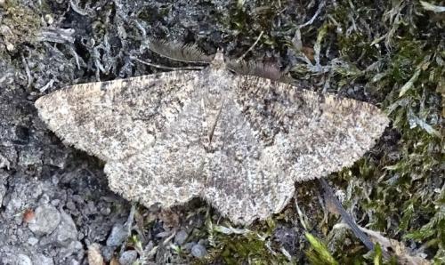 Selidosema taeniolaria