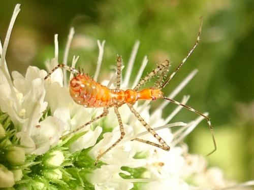 Zelus renardii