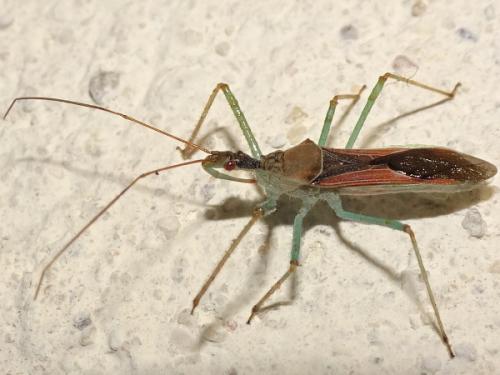 Zelus renardii