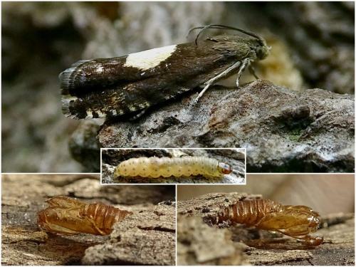 Réf. 267 912 : Pammene regiana