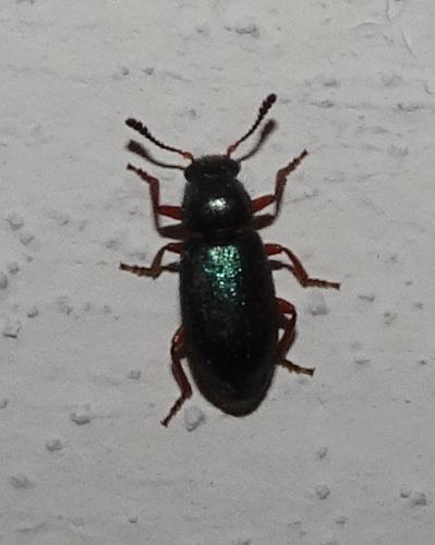 Necrobia rufipes