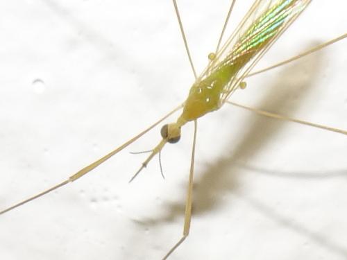 Elephantomyia sp.