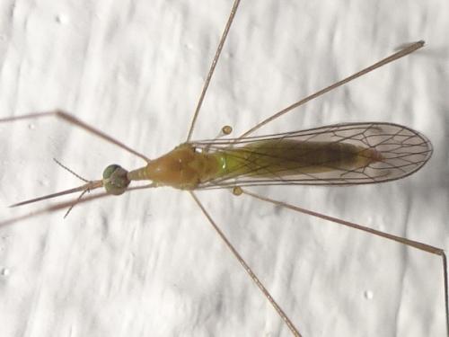 Réf. 267 387 : Elephantomyia sp.