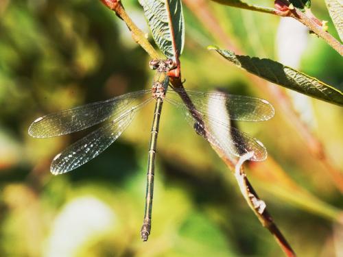 Chalcolestes viridis