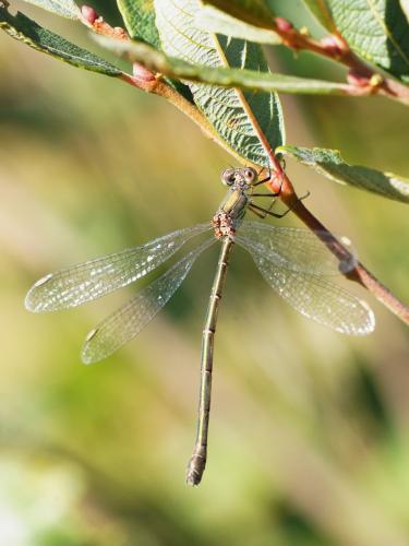 Chalcolestes viridis