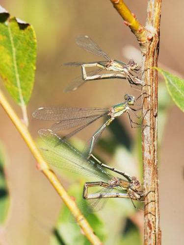 Chalcolestes viridis
