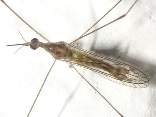 Réf. 267 388 : Elephantomyia sp.