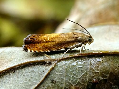 Pammene aurita