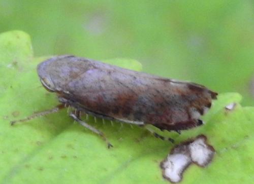 Fieberiella florii