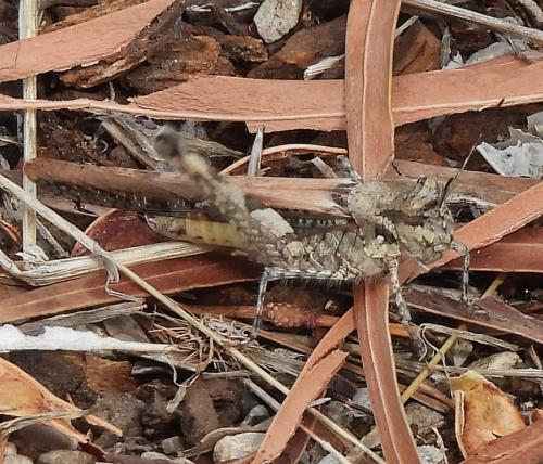 Acrotylus longipes