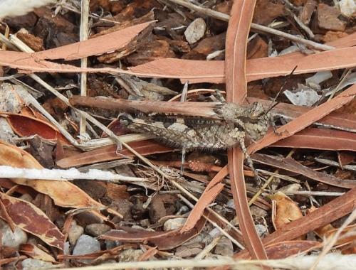 Réf. 267 988 : Acrotylus longipes