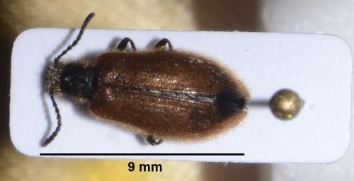 Lagria hirta