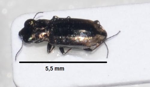 Réf. 267 396 : Notiophilus quadripunctatus